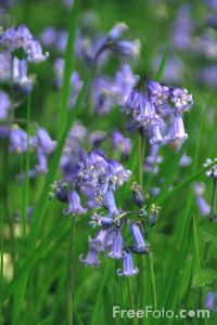 12 36 99  Bluebells Scilla Nonscripta web